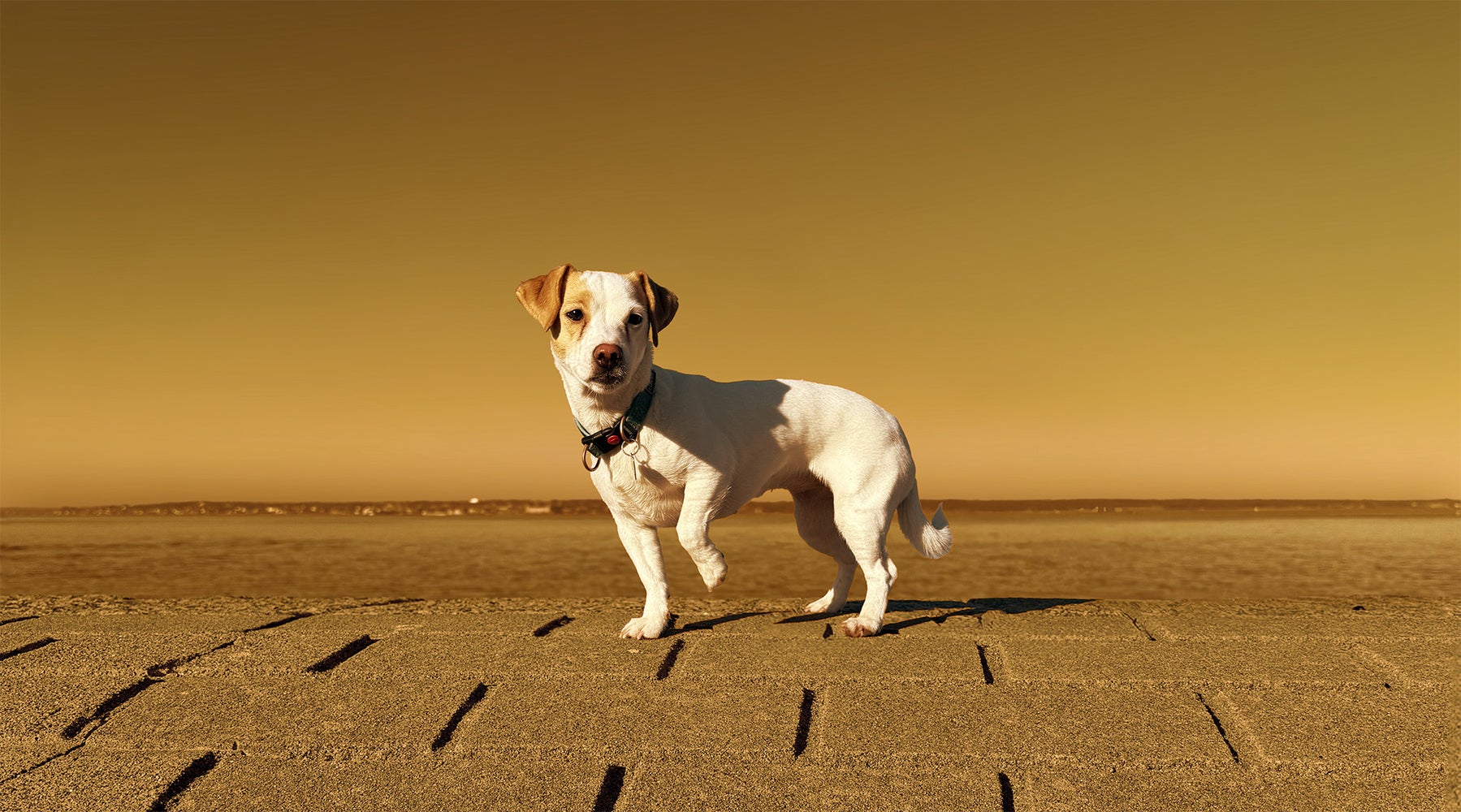 stitch_byTheSeaWarm_desat_small